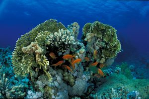 https://mkt.visitajordania.com/jordania/public/img-blog/2018/12/Aqaba-Coral-Reef-300x199.jpg