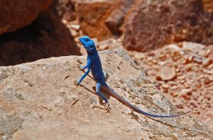 https://mkt.visitajordania.com/jordania/public/img-blog/2018/12/Block-Feynan-Blue-Sinia-Lizard-300x197.jpg