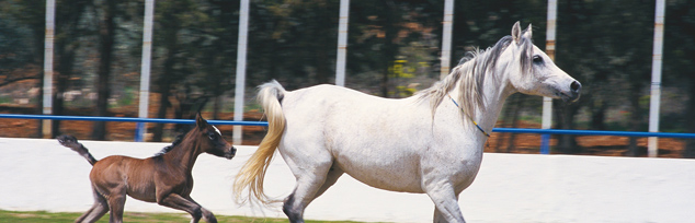 https://mkt.visitajordania.com/jordania/public/img-blog/2019/04/Leisure-Wellness-Amman.jpg