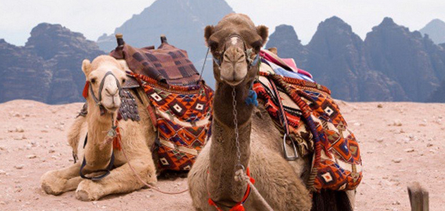 https://mkt.visitajordania.com/jordania/public/img-blog/2019/12/wadi-rum-camels.jpg