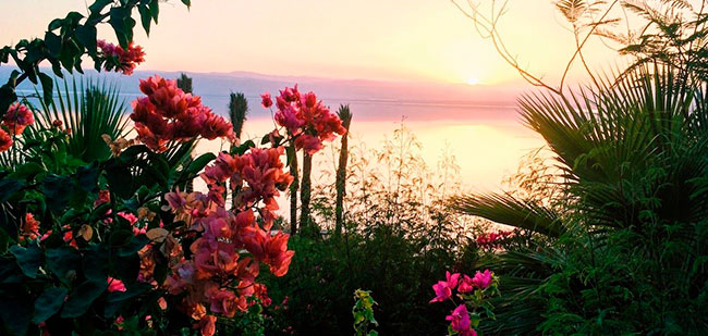 https://mkt.visitajordania.com/jordania/public/img-blog/2020/01/flowers-by-the-dead-sea-650.jpg