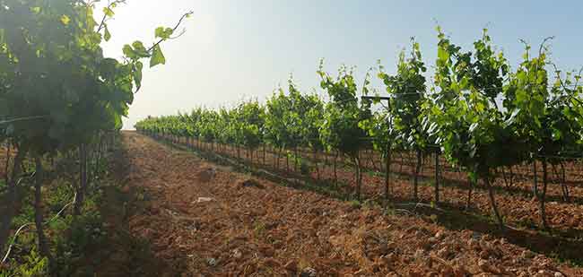 https://mkt.visitajordania.com/jordania/public/img-blog/2020/03/wine-1.jpg