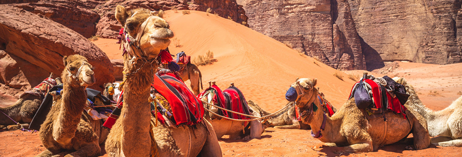 https://mkt.visitajordania.com/jordania/public/img-blog/2021/09/camellos-aventura-en-WADIRUM.jpg