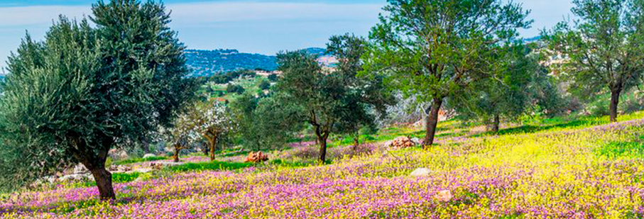 https://mkt.visitajordania.com/jordania/public/img-blog/2022/07/ajloun-atracciones-en-jordania.jpg