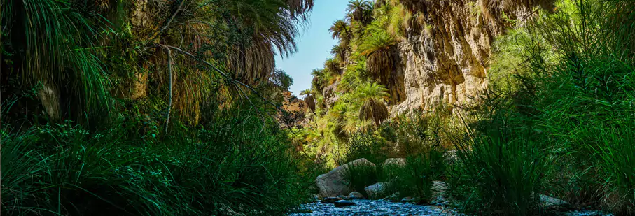 https://mkt.visitajordania.com/jordania/storage/app/public/images/1-wadi-bin-hammad-jordania.webp