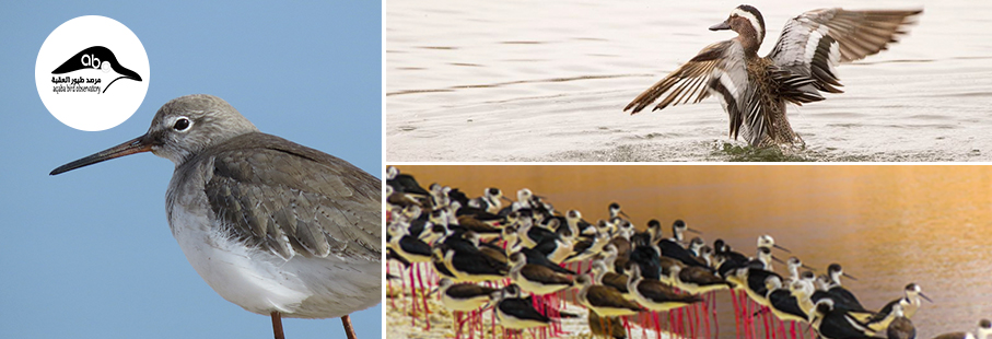 Imagen post: Green Destinations Story Awards | Observatorio de Aves de Áqaba